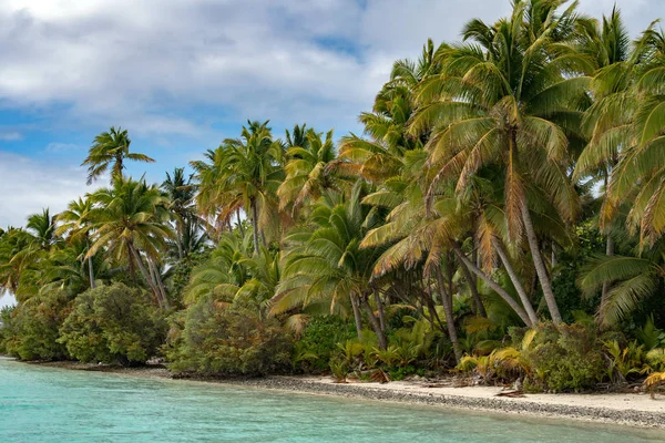 Kokospalme am Strand des polynesischen tropischen Paradieses — Stockfoto