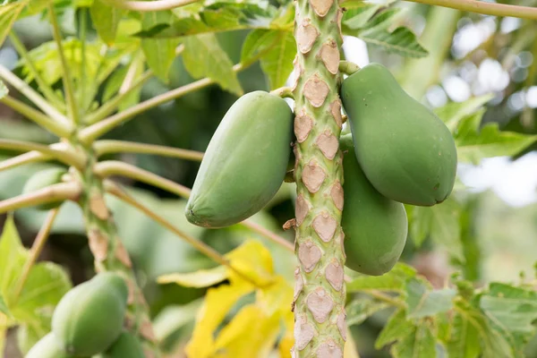 Papaya fruit on tree ready for harvest — Stock Photo, Image