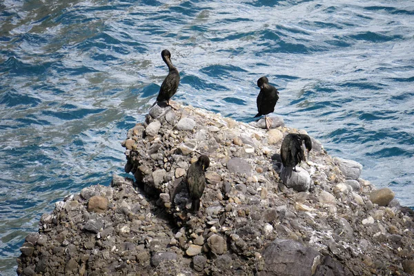 Cormorant on a rock — Stock Photo, Image
