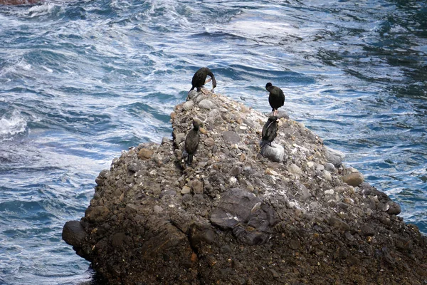 Cormorant sur un rocher — Photo