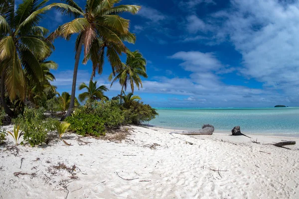 Coconut tree on Polynesia beach Wonderful lagoon — Stock Photo, Image