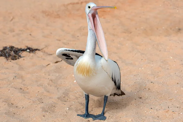 Pelican close up portrait on the beach — Stock Photo, Image