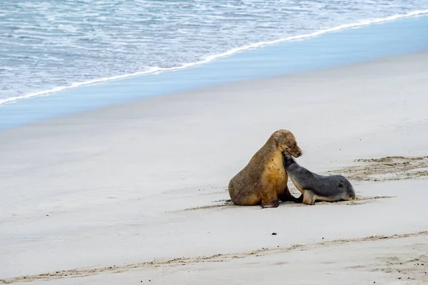 Австралийский морской лев отдыхает на пляже матери и ребенка — стоковое фото
