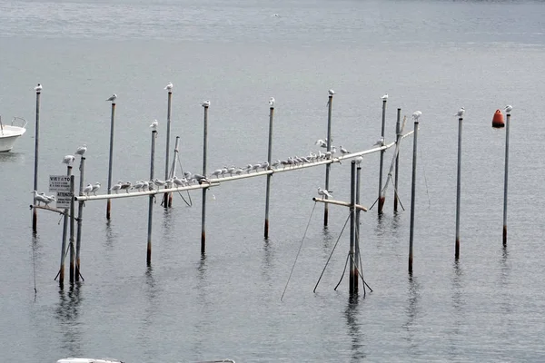 Muschelfarm im Mittelmeer — Stockfoto