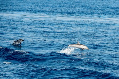 derin mavi denize atlama sırasında yunus