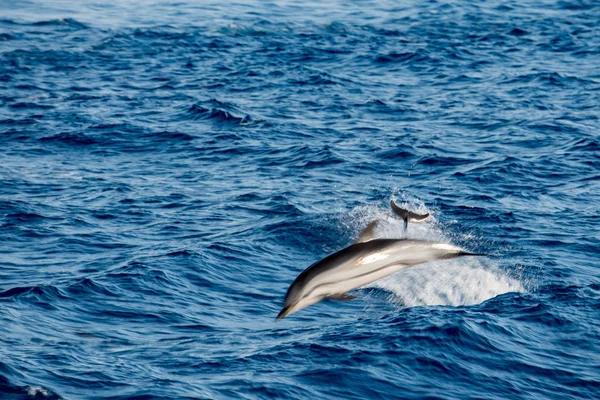 Mova o efeito no golfinho enquanto salta no mar azul profundo — Fotografia de Stock