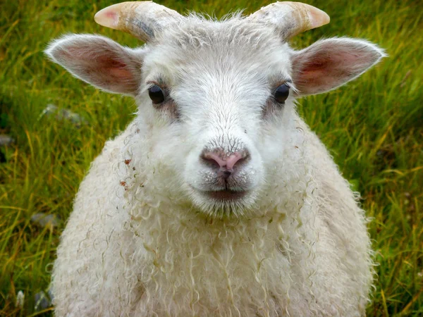 Newborn baby white ram sheep under the rain — Stock Photo, Image