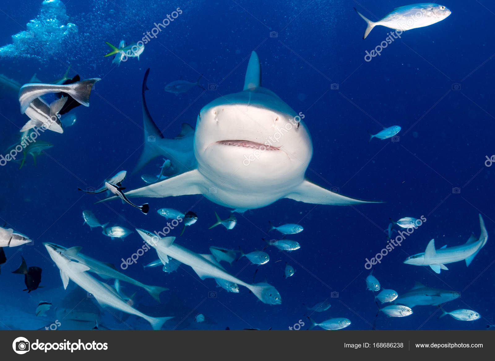 メジロザメ属 Carcharhinus Japaneseclass Jp メジロザメ属 Carcharhinus Japaneseclass Jp