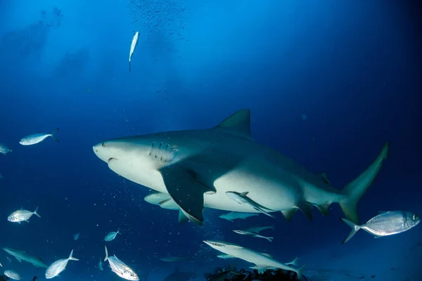 Requin taureau prêt à attaquer pendant qu'il se nourrit — Photo