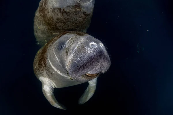 Florida manatee close up portrait approaching snorkelist — Stock Photo, Image