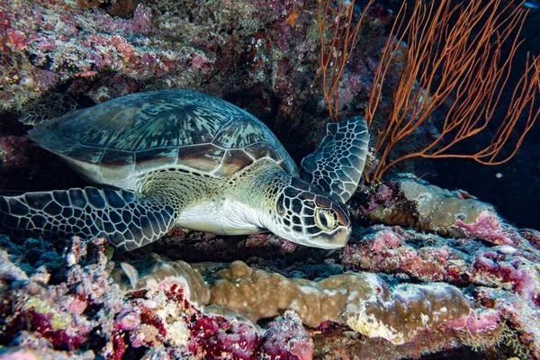 Turtle, víz alatti Önhöz — Stock Fotó