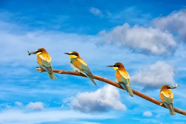 Bee eater na tle niebieskiego nieba — Zdjęcie stockowe