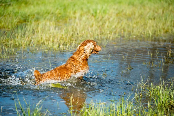 Cucciolo giovane cane inglese cocker spaniel durante la corsa in acqua — Foto Stock