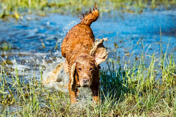 Filhote de cachorro jovem cão Inglês cocker spaniel enquanto corre na água — Fotografia de Stock