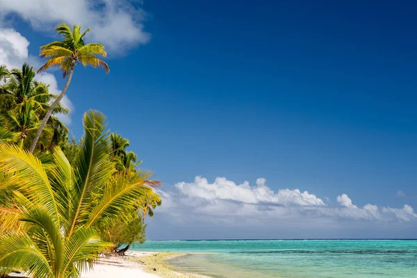 Coconut tree on Polynesia beach Wonderful lagoon — Stock Photo, Image