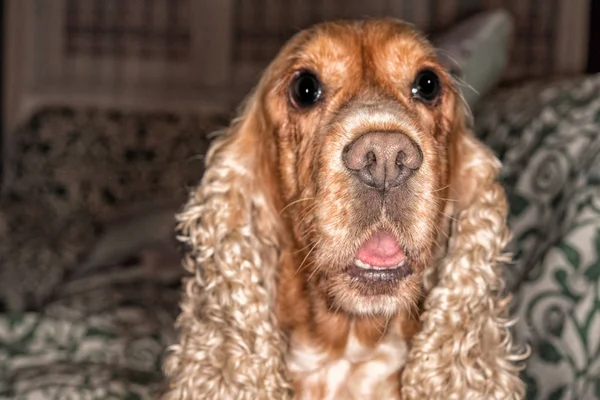 Triste perro esperando a su compañero —  Fotos de Stock