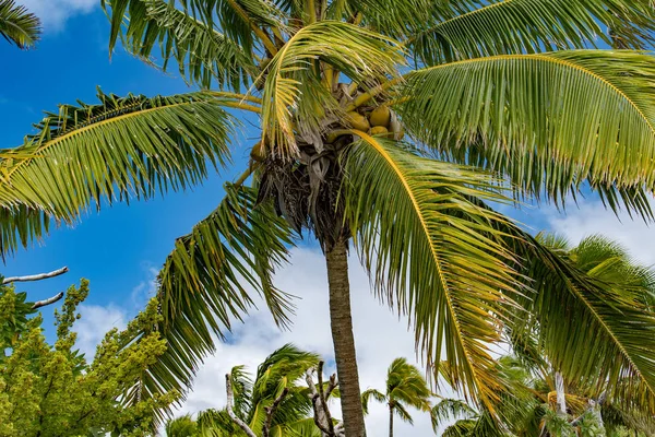 Pormenor coqueiro palmeira close up — Fotografia de Stock