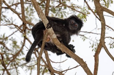 Endonezya siyah tepeli makak maymunu maymun kapatmak dikey