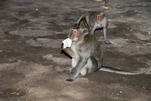 Indonesia mono macaco mono dentro de un retrato del templo — Foto de Stock