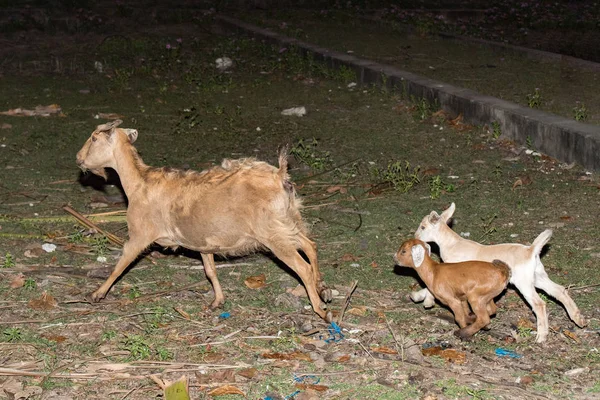 インドネシアで夕暮れ時のビーチでは、ヤギ — ストック写真