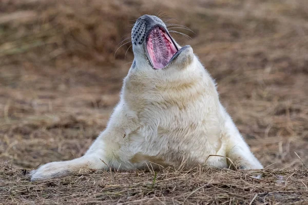 Cachorro de foca gris mientras se relaja en la playa en Gran Bretaña — Foto de Stock