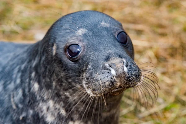 Cachorro de foca gris mientras te mira —  Fotos de Stock