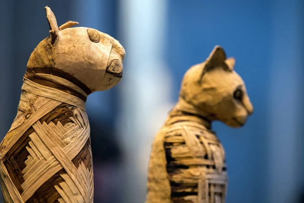 Egípcio múmia gato encontrado dentro do túmulo — Fotografia de Stock