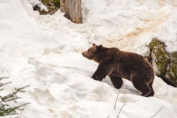 Oso retrato en el fondo de nieve —  Fotos de Stock