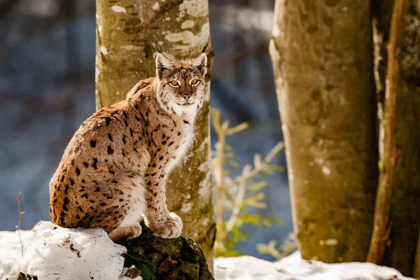 Lynx portrét na pozadí sněhu — Stock fotografie