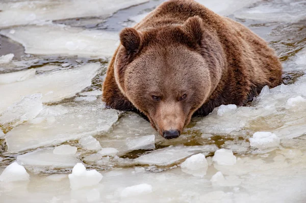 Bear portrait in the frozen lake — Stock Photo, Image