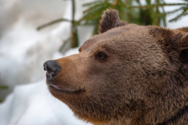 Ritratto dell'orso sullo sfondo della neve — Foto Stock