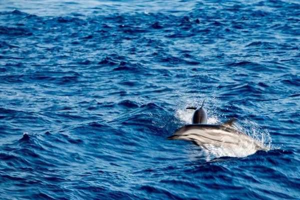 Mova o efeito no golfinho enquanto salta no mar azul profundo — Fotografia de Stock