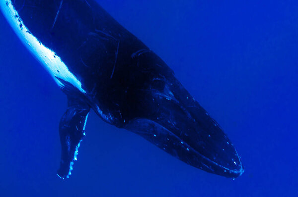 Humpback whales nose underwater going down in blue polynesian sea