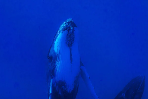 Горбаті кити під водою, що спускаються в синьому полінезійському морі — стокове фото