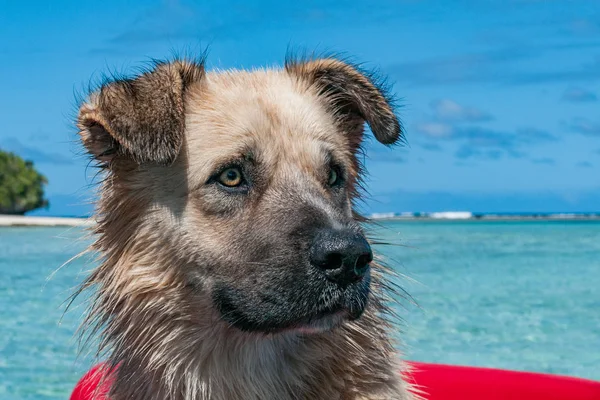 Retrato de perro sobre fondo marino polinesio de cristal tropical — Foto de Stock