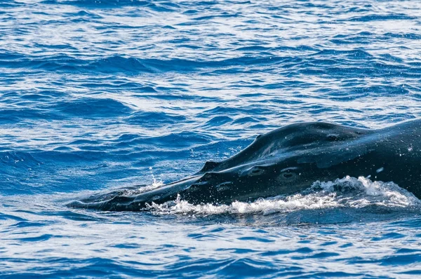 Cabeza de ballena jorobada acercándose — Foto de Stock