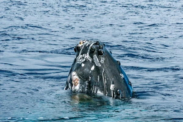 Cabeza de ballena jorobada acercándose —  Fotos de Stock