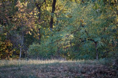 Sonbahar yolu iyon yere bırakır.