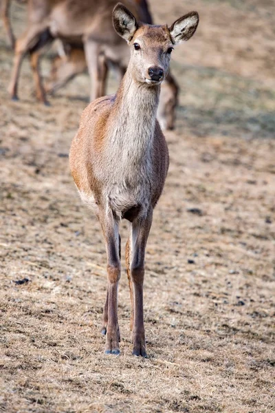 Retrato de ciervo rojo femenino mirándote —  Fotos de Stock