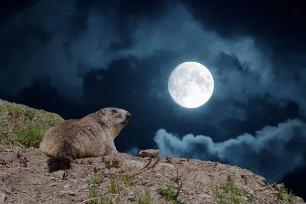 Nacht maan portret van ground hog marmot portret terwijl op zoek naar jou — Stockfoto