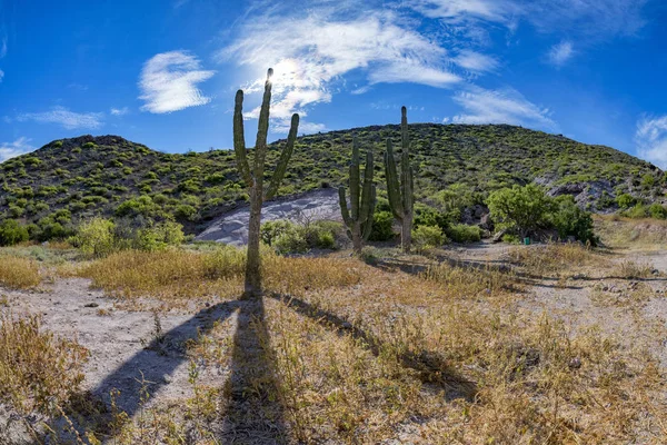 Каліфорнія гігантських пустелі кактус крупним планом — стокове фото