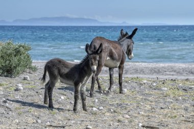 california Çölü'nde genç eşek