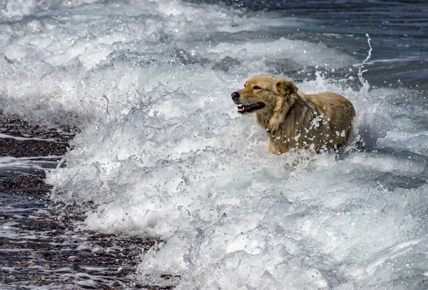 Weißer Wolfshund, während er dich vom Meer aus betrachtet — Stockfoto