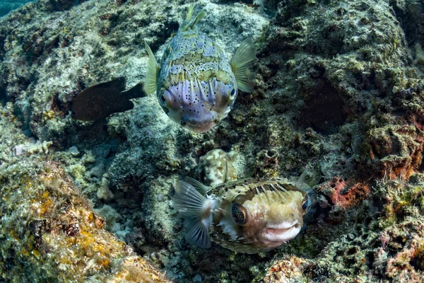 Porcupine box fish while diving — Stock Photo, Image