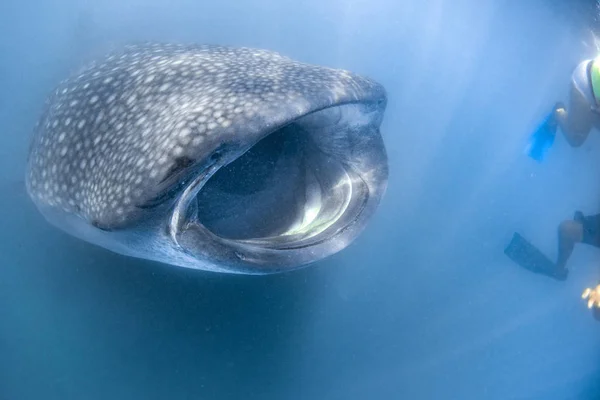 Tubarão-baleia close up retrato subaquático comer plancton — Fotografia de Stock