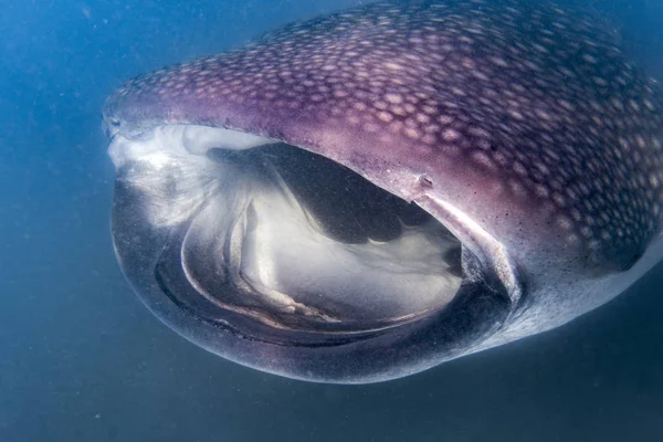 Plancton を食べる水中の肖像画を間近ジンベイザメ — ストック写真
