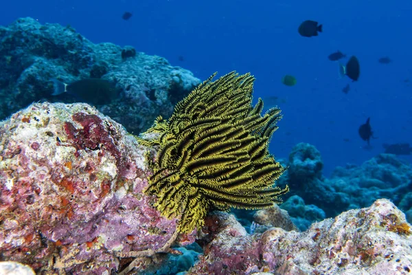 crinoid underwater while diving