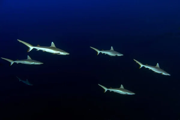 Tiburón gris listo para atacar bajo el agua en el azul — Foto de Stock