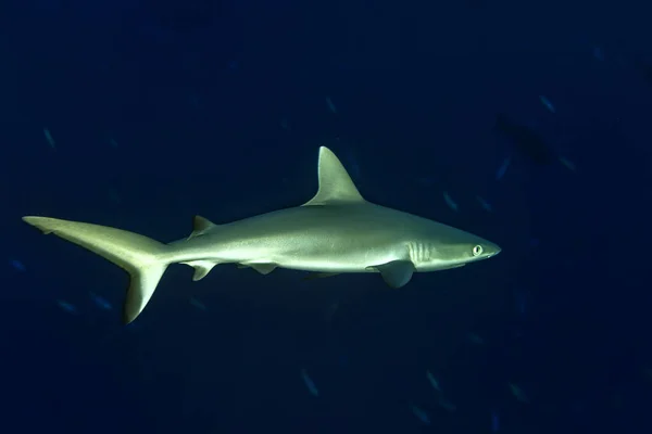 年轻的新生的灰色的鲨鱼的准备在蓝色水下攻击 — 图库照片