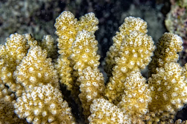 Hard coral macro — Stock Photo, Image